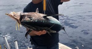 pesca bonito del norte señuelos de pesca white tuna vinyl. Un bonito del norte pescado en embarcacion