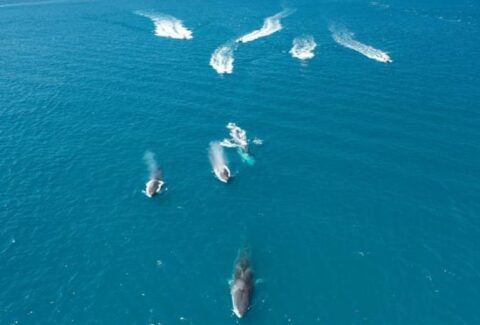 que hacer si navegando vemos delfines o ballenas