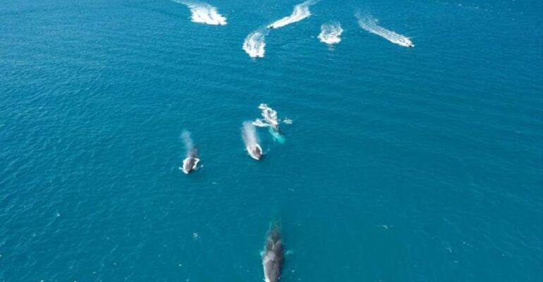 que hacer si navegando vemos delfines o ballenas