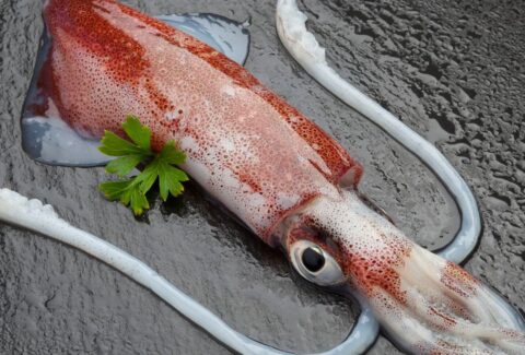 como limpiar calamares y sepias