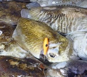 Pesca de sepias con el señuelo Evil squid naranja - garrapata calamar -. Un señuelo de color naranja fluor y con potera de alta calidad