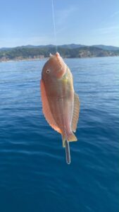 pez llorito pescado en el mar mediterraneo, con un pequeño anzuelo y el mar de fondo.