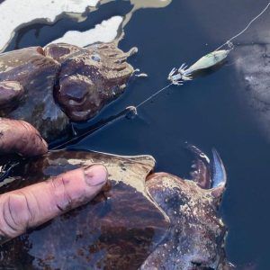 Pesca de dos sepias en la tinta que expulsan con el señuelo de pesca Evil squid fosforescente - garrapata calamar -