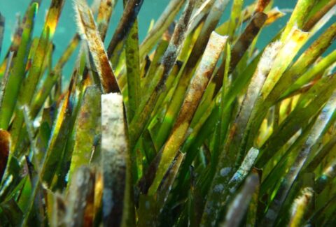 que es la posidonia