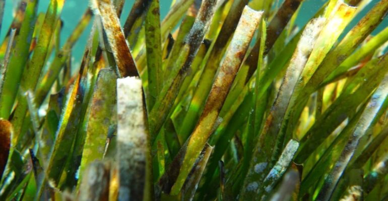 que es la posidonia
