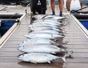 señuelo-pesca-bonito-del-norte-currican-altura-señuelo-white-tuna-vinyl