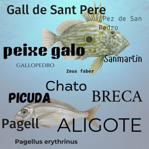 como se llaman los peces