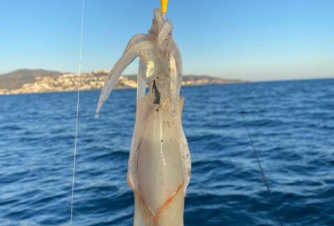 señuelos para pescar calamares