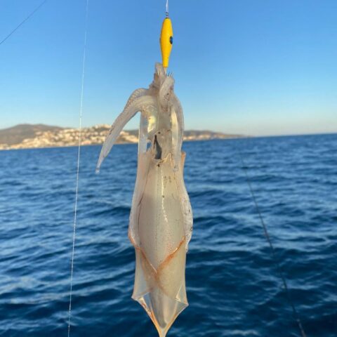 señuelos para pescar calamares