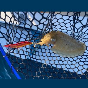 pescar sepia con señuelo jibionera crystal egi una sepia enganchada con señuelo simulando un pez