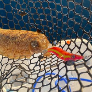 pesca de sepia con señuelo jibionera crystalbait color naranja y amarillo fluor