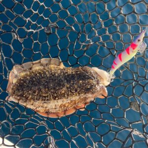 pescar sepias con señuelo jibionera crystal egi color fosforescente y rosa fluor