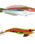 Señuelo de pesca Crystal Egi queen doncella pesca calamar