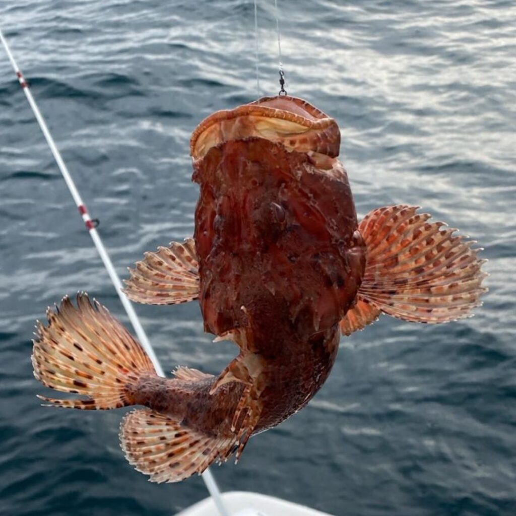 Pesca recreativa de un pez escorpión rojo con caña desde una embarcación en mar abierto.