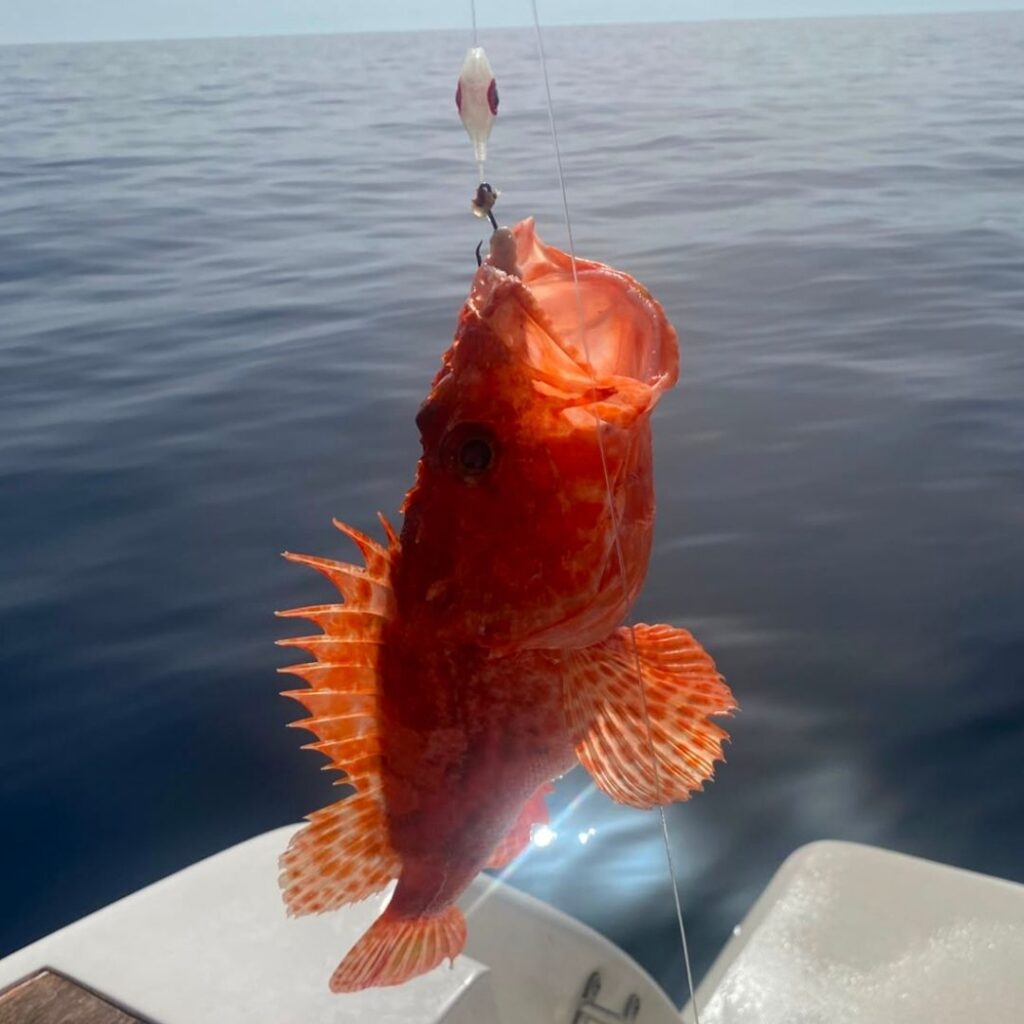 pez penegal enganchado con un señuelo panxona y de fondo el mar azul